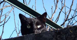 Morgana.jpg (17620 byte)